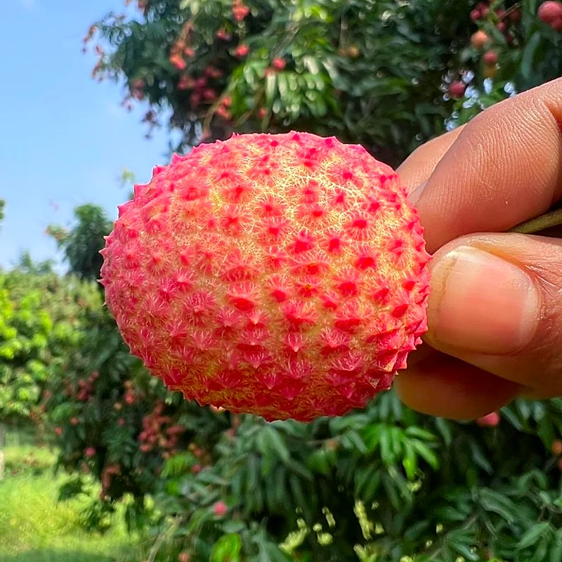 Fresh Muzaffarpur Shahi Litchis - Close Up