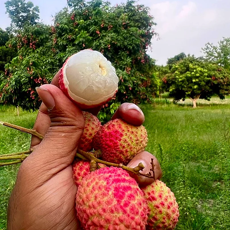 Fresh Muzaffarpur Shahi Litchis - Peeled