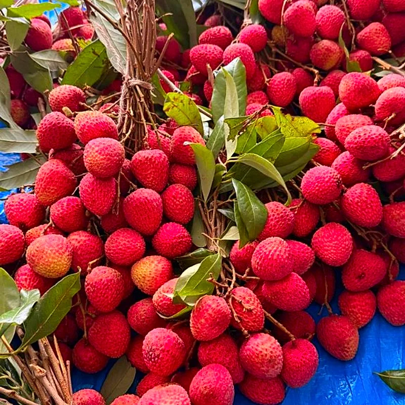 Fresh Muzaffarpur Shahi Litchis - Pile