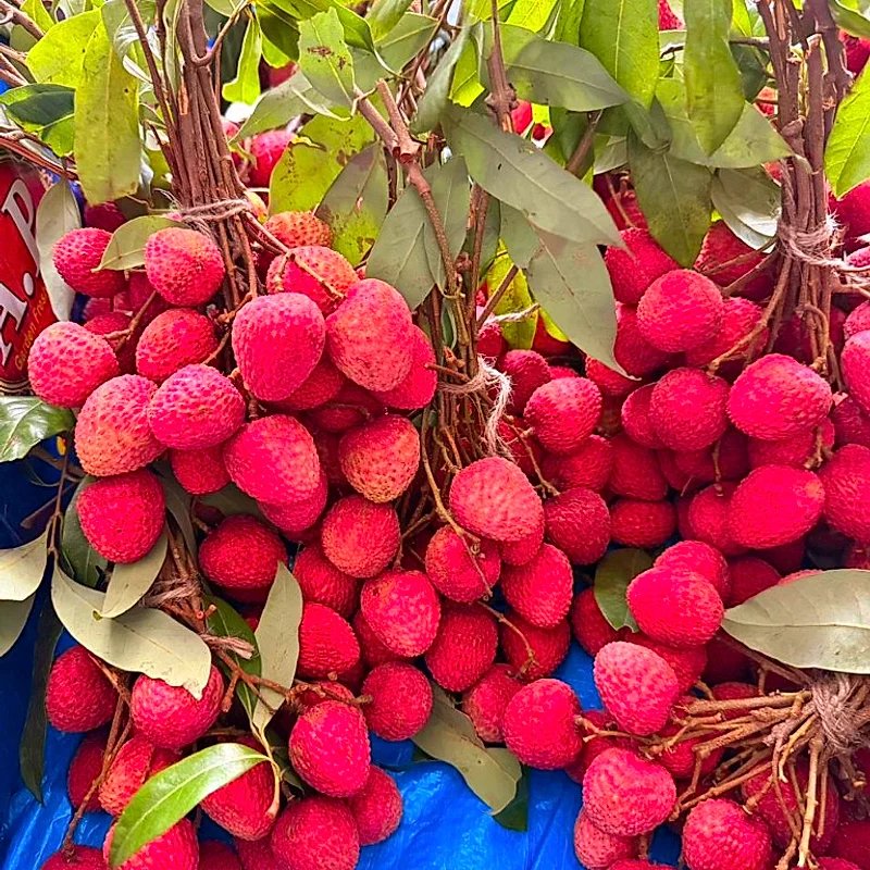Fresh Muzaffarpur Shahi Litchis - Bundle